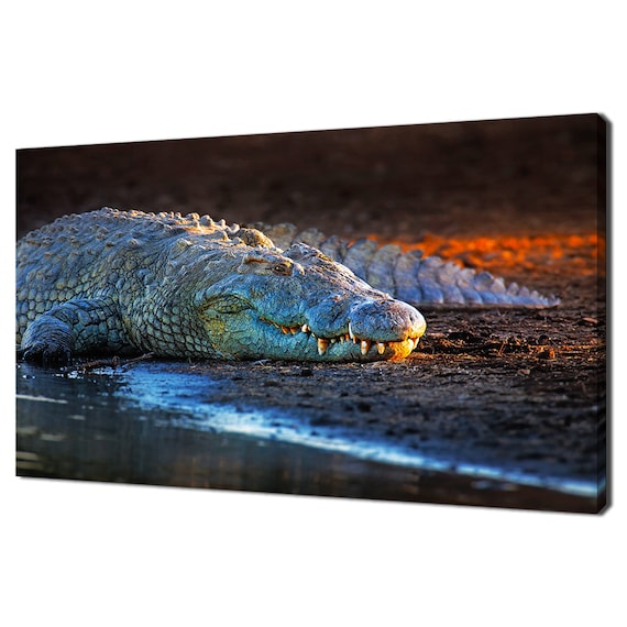 Crocodile Resting At Water Edge At Sunset Wildlife Photography Poster
