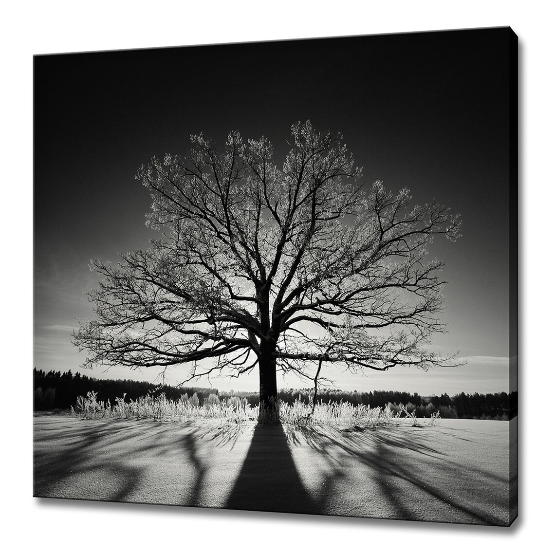 Black And White Lonely Oak Tree Landscape Modern Design Home Decor Print Wall Art Picture