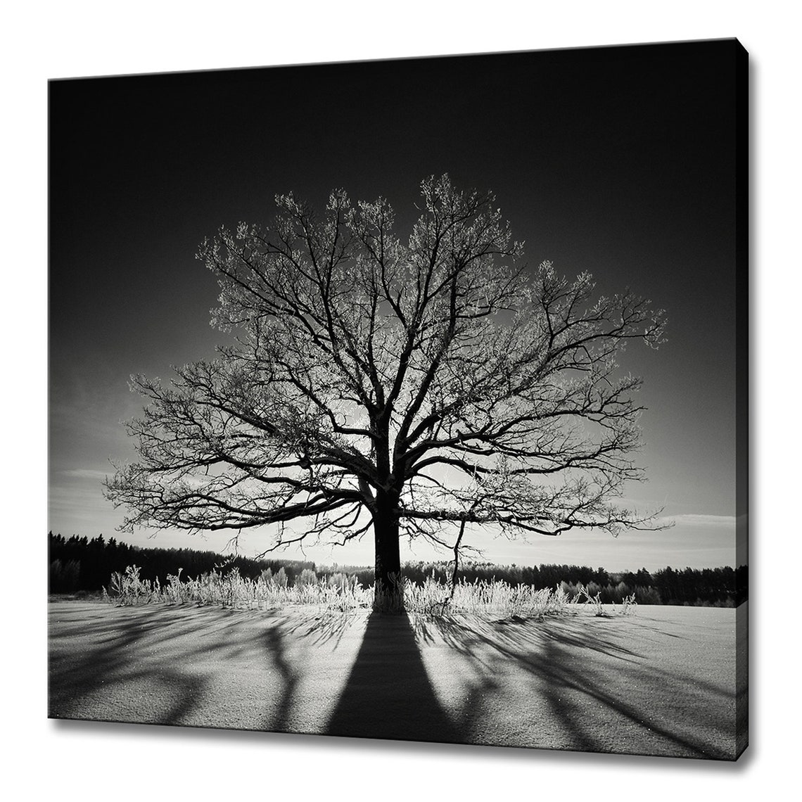 Lonely Oak Tree in a Snowy Field Black and White Winter Photo Print