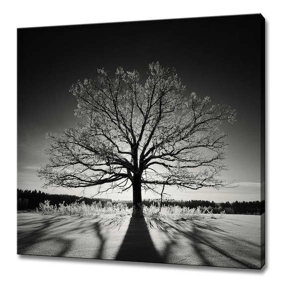 Black And White Lonely Oak Tree Landscape Modern Design Home Decor Print Wall Art Picture