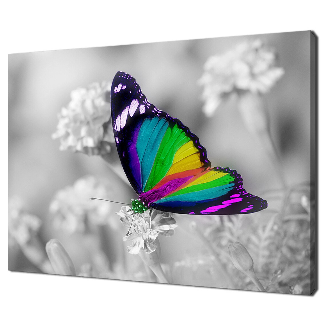 Rainbow Butterfly Modern Design Wall Art Print