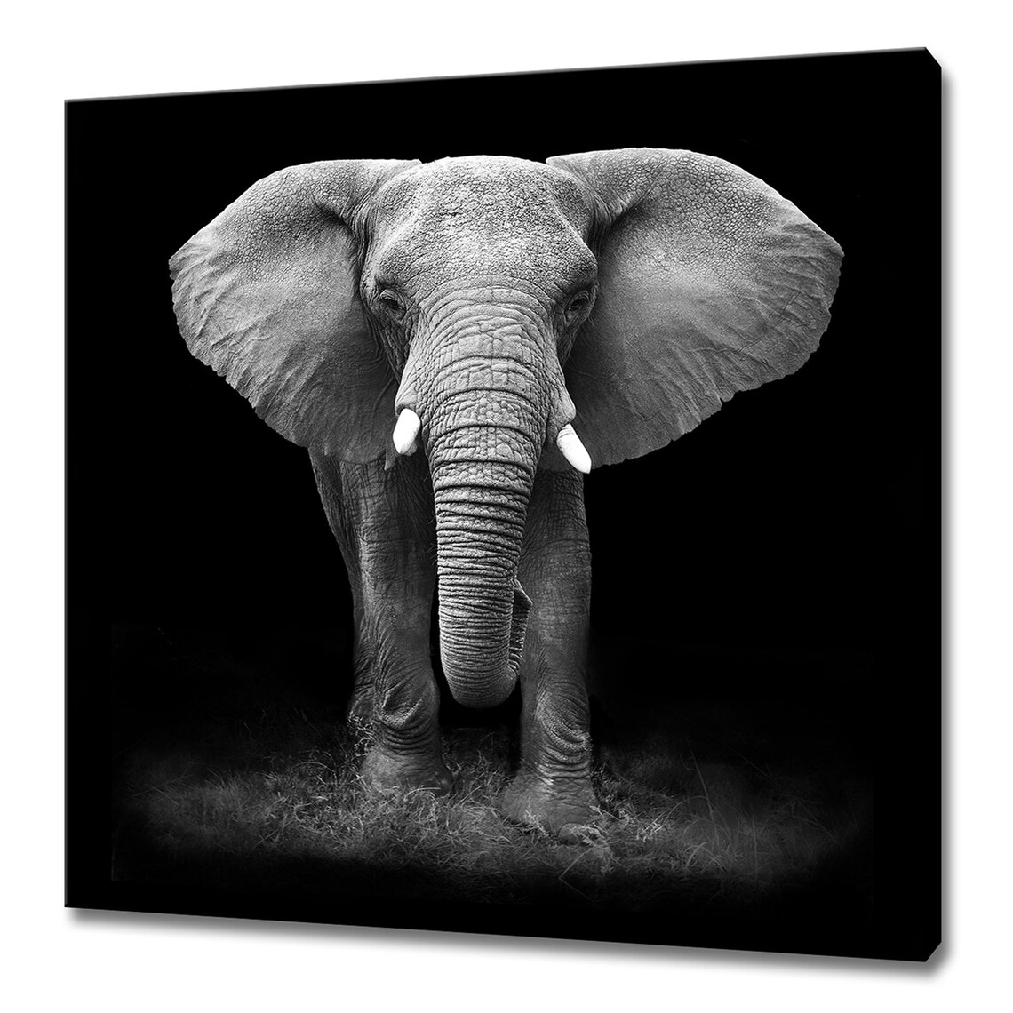 Black White Elephant Dramatic Portrait Dark Background Wildlife Photography Print