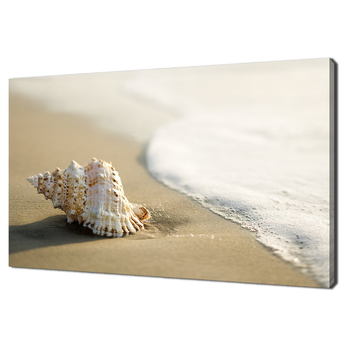 Conch Shell On Sandy Beach Ocean Wave Coastal Still Life Poster