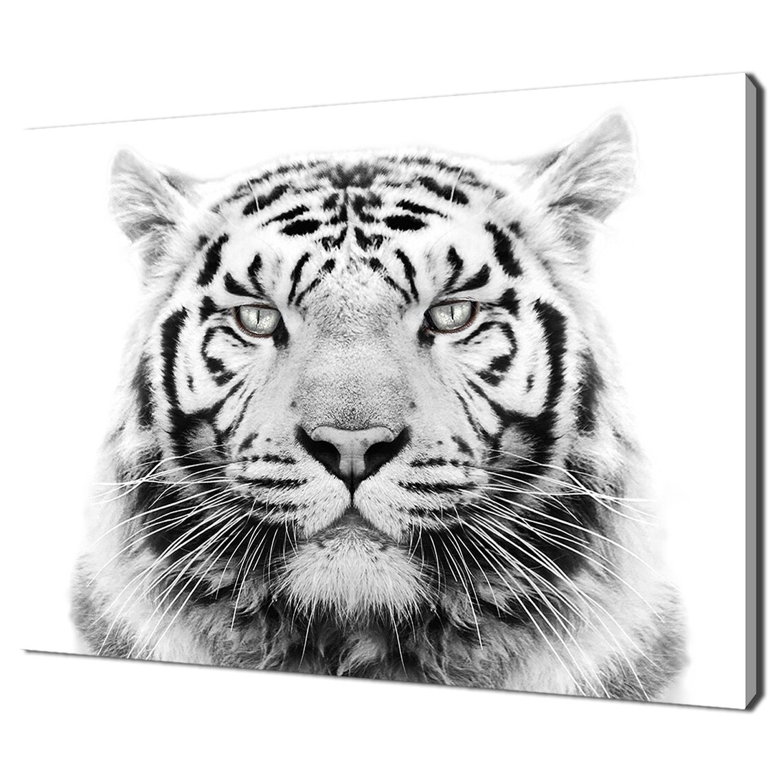 White Tiger Close Up Portrait Black White Wildlife Photography Wall Art