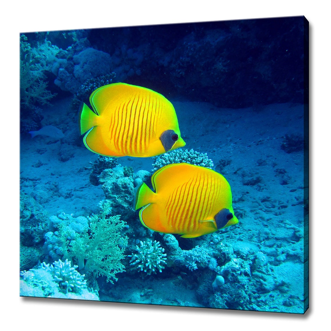 Yellow Butterflyfish Pair Coral Reef Blue Ocean Wall Art Poster