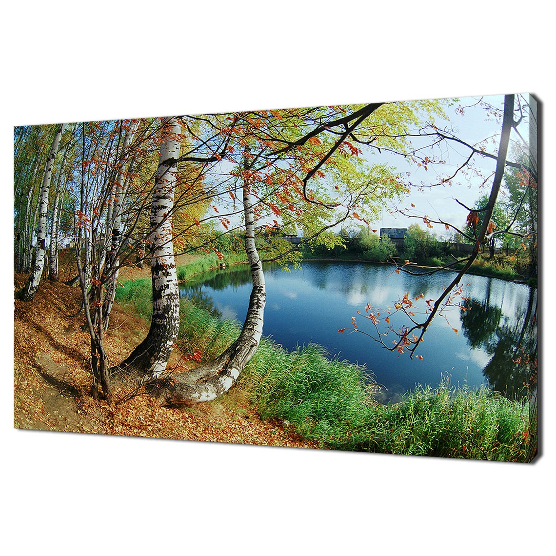 Birch Trees Autumn Lake Reflection Colorful Fall Foliage Nature Poster