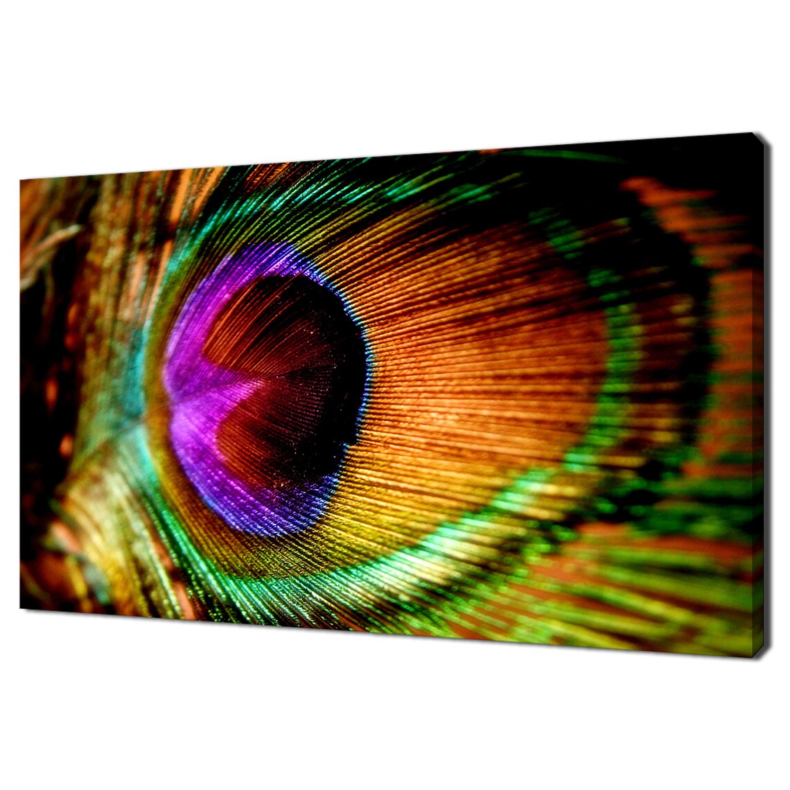 Rainbow Colourful Peacock Feather Modern Design