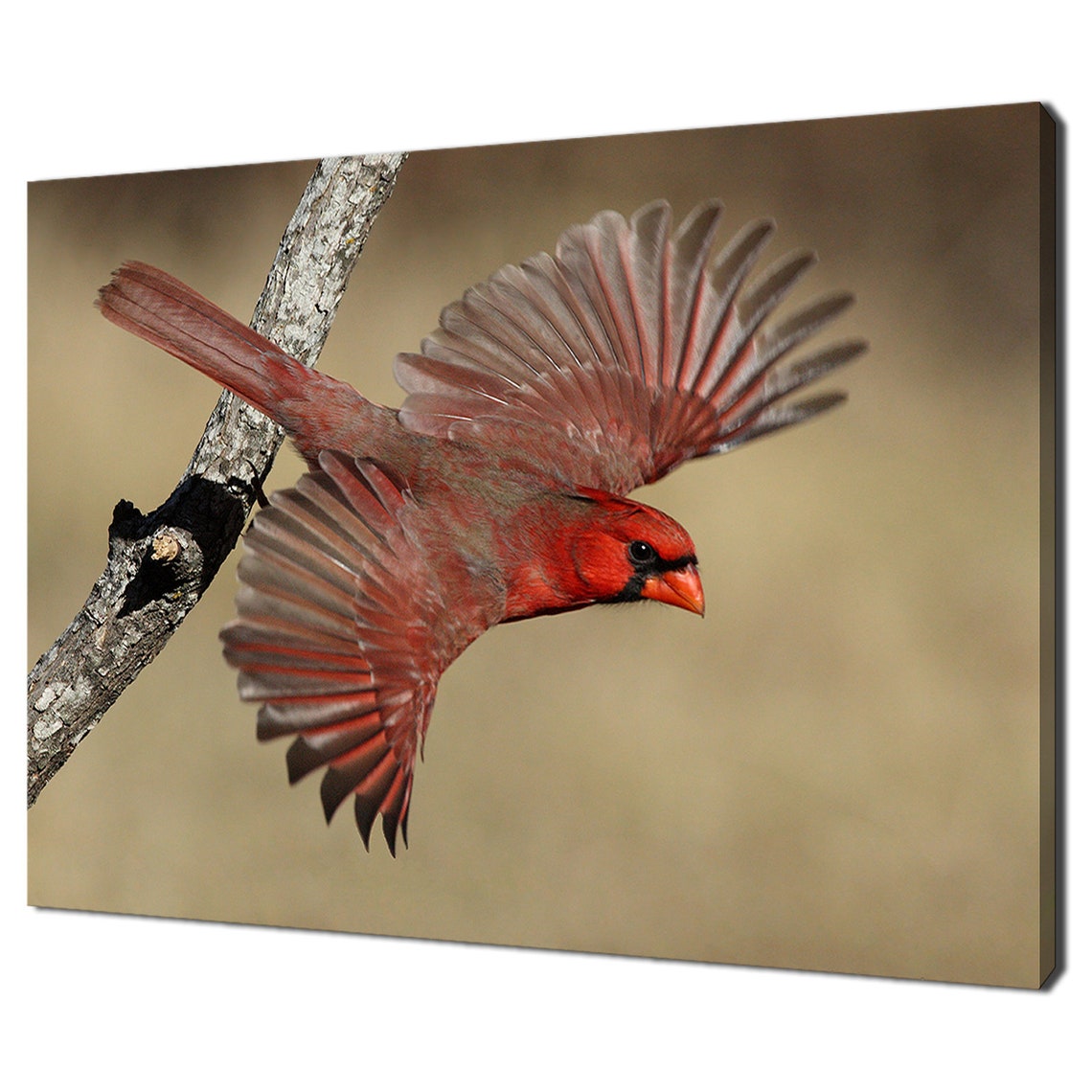 Red Northern Cardinal Bird Taking Flight Wings Spread Photo Poster