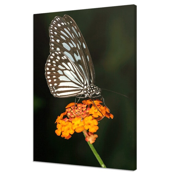 Milkweed Butterfly Sitting On The Orange Flower Modern Design Home Decor Print Wall Art Picture Wall Hanging