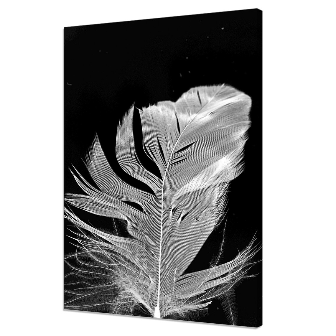 Elegant Feather Modern Design Decor Art Print