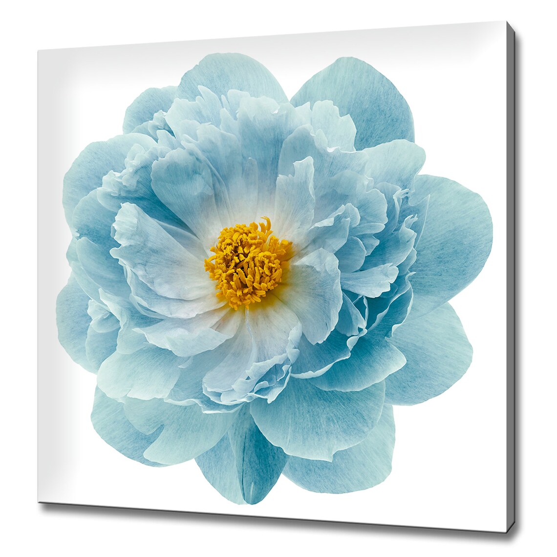 Turquoise Blue Peony Flower Yellow Center Bloom Wall Art Print