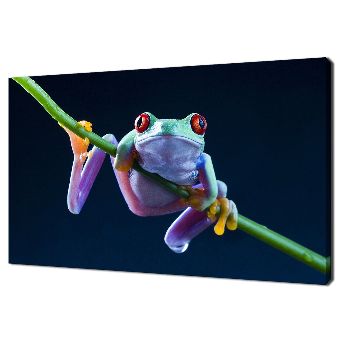 Red Eyed Tree Frog Macro Green Stem Vivid Wildlife Animal Poster
