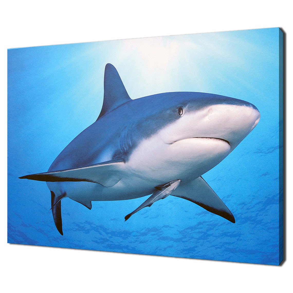 Shark And Remora Fish Gliding Through Bright Blue Ocean Wall Art