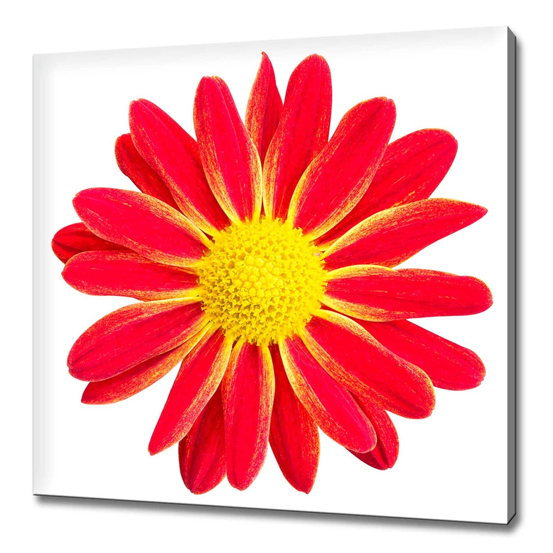 Red Chrysanthemum Daisy Close Up Yellow Centre Macro Floral Art Poster