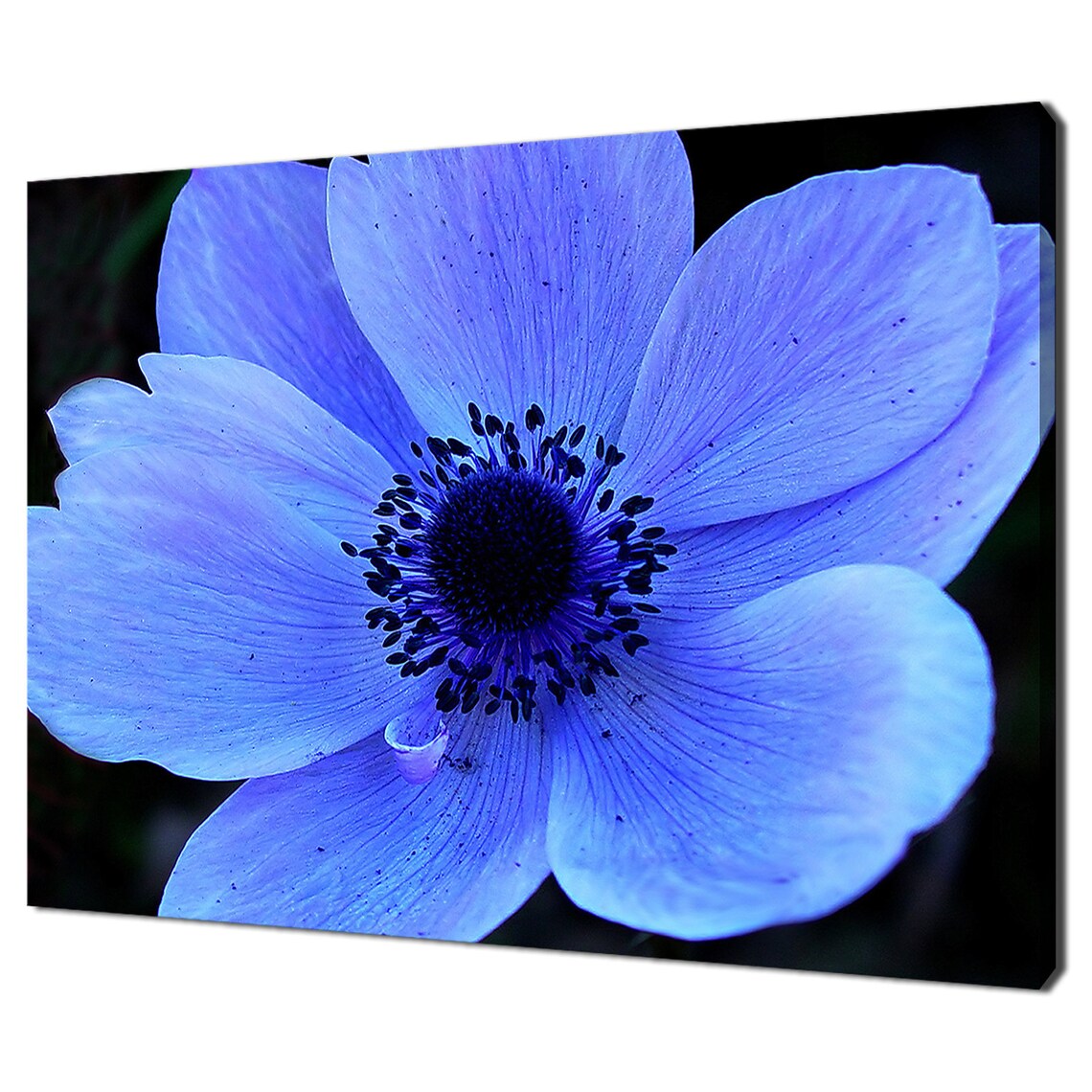 Blue Anemone Flower Macro Deep Blue Petals Floral Photography Poster