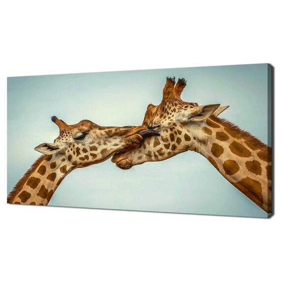 Two Giraffes Nuzzling Close Up Safari Wildlife Panoramic Photo Wall Art