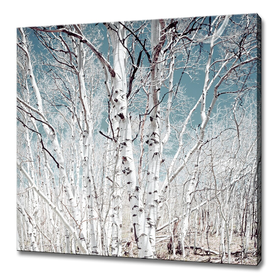 Birch Trees Under Blue Sky, Modern Wall Art Print