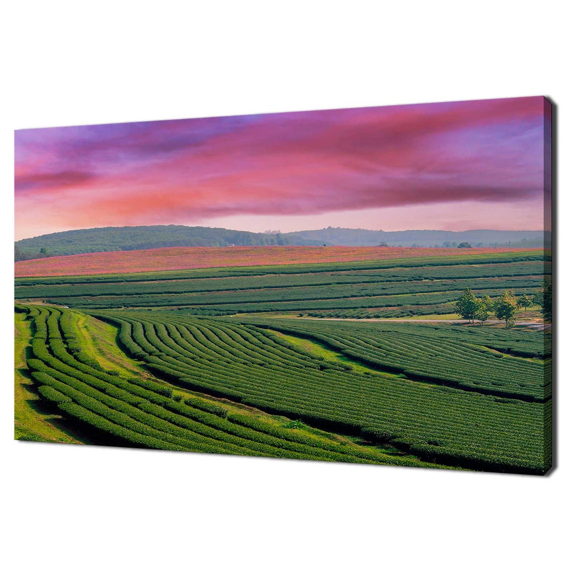 Green Tea Plantation Rolling Hills Pink Sunset Sky Travel Poster