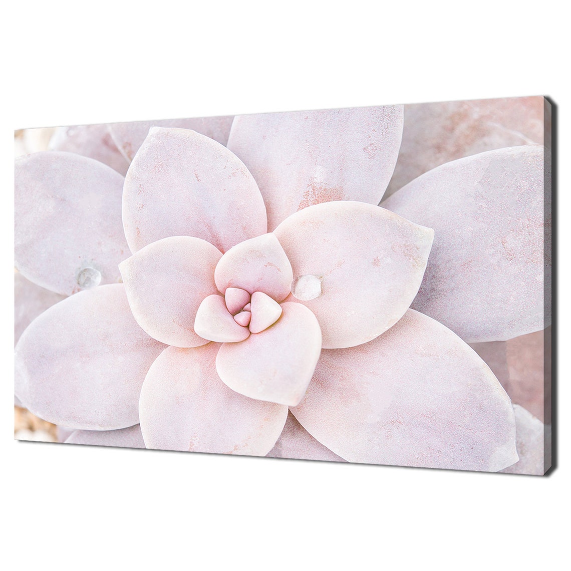 Pale Pink Succulent Rosette Macro Photography Botanical Art Print
