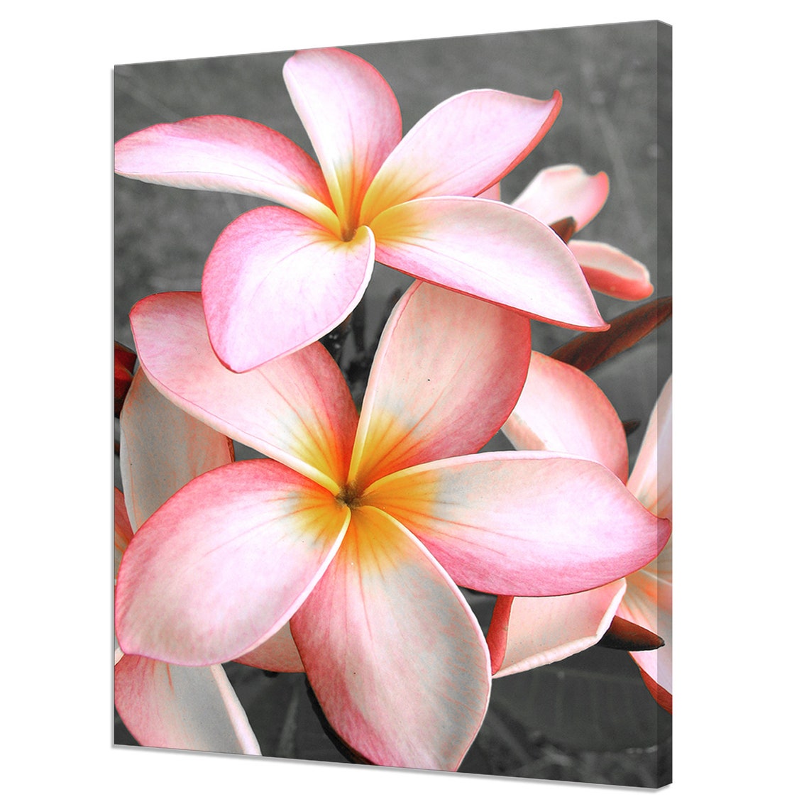 Pink White Frangipani Flowers Close Up Tropical Fragrant Bloom Poster