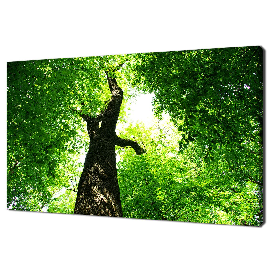 Looking Up Green Forest Tree Modern Art Print