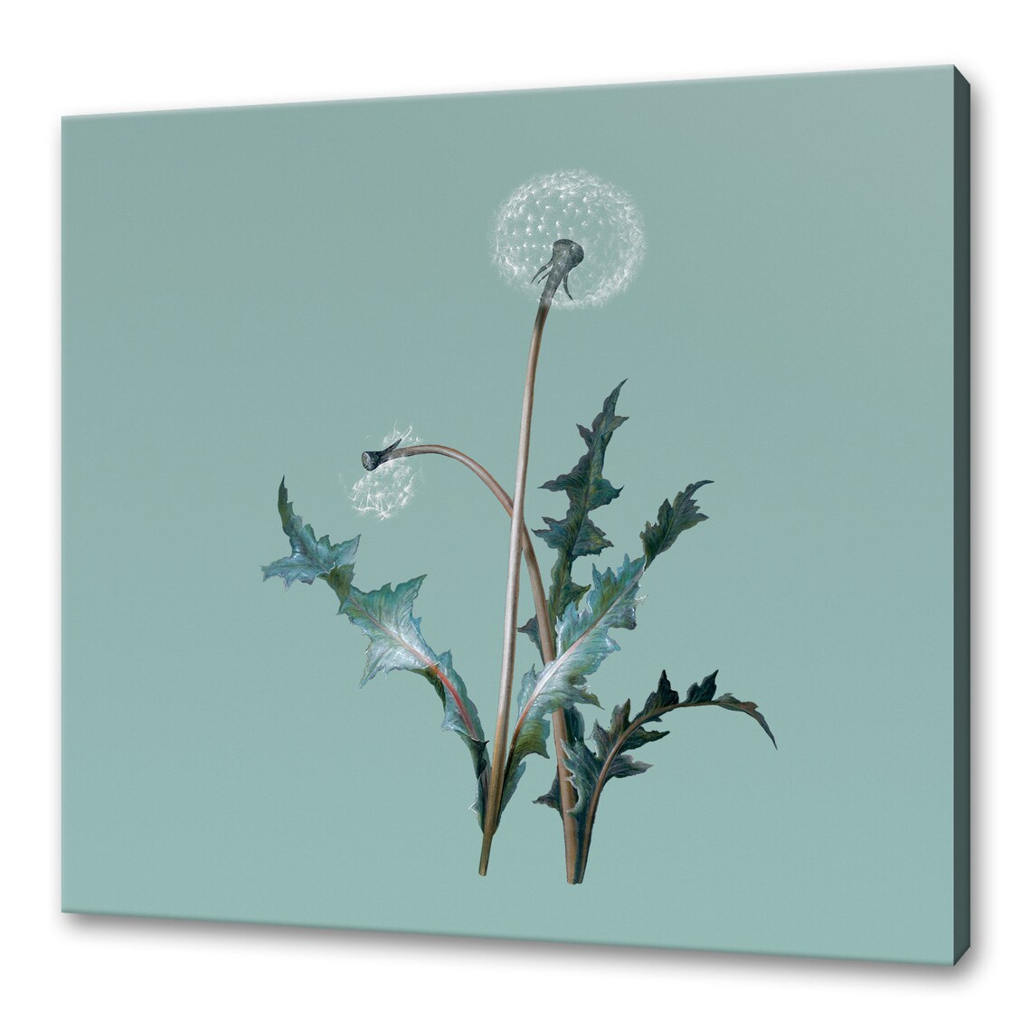 Vintage Dandelion Seed Heads Botanical Illustration Teal Art Print