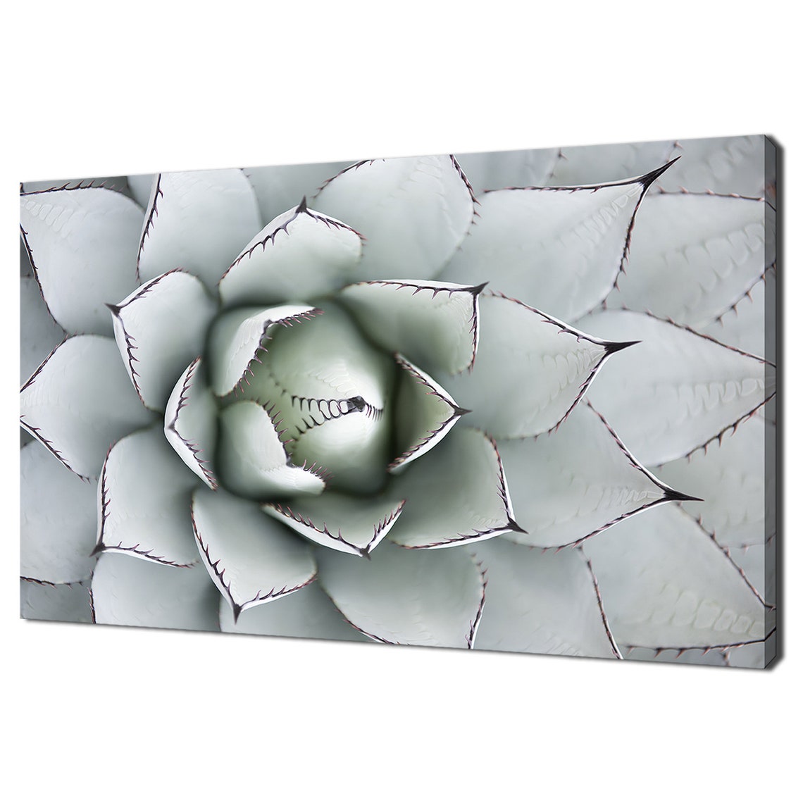 White Agave Century Plant Top View Botanical Succulent Art Wall Poster