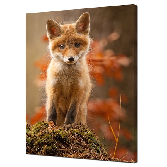 Baby Red Fox Kit Autumn Forest Cute Wildlife Photography Wall Poster