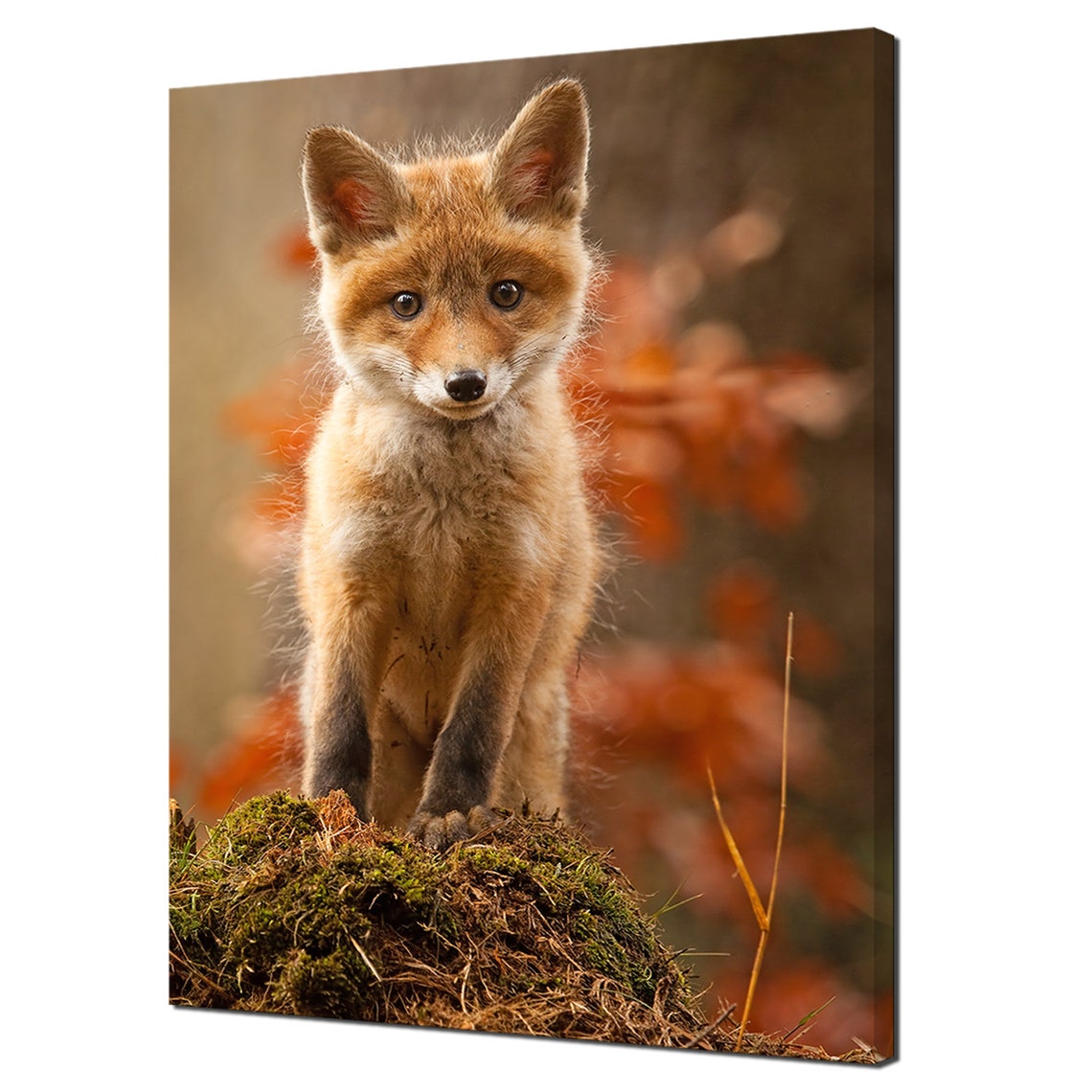 Baby Red Fox Kit Autumn Forest Cute Wildlife Photography Wall Poster