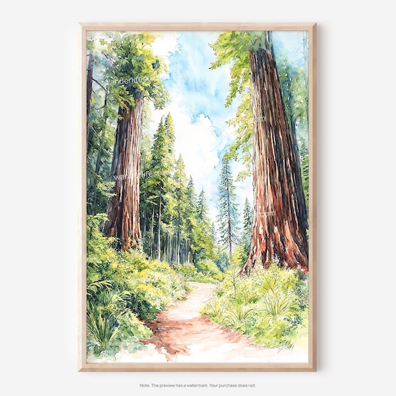 Redwood Forest Trail Sequoia Trees Watercolor Nature Painting Print