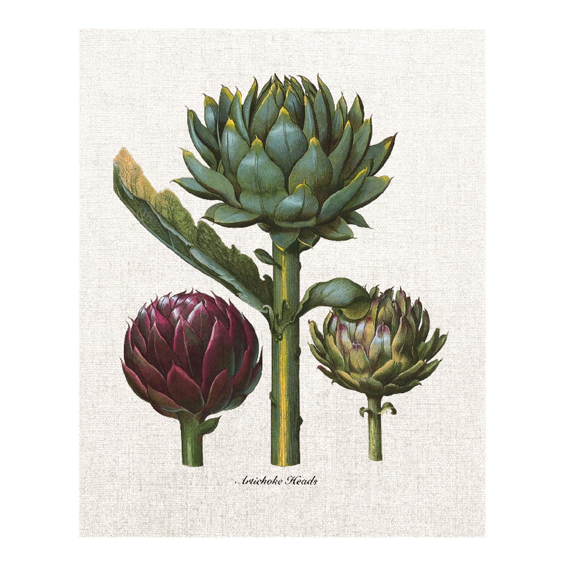 Vintage Artichoke Heads Botanical Illustration Green And Purple Poster - Image 4