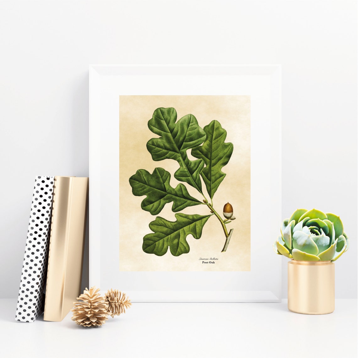 Vintage Post Oak Botanical Illustration Lobed Leaves Acorn Poster - Image 3