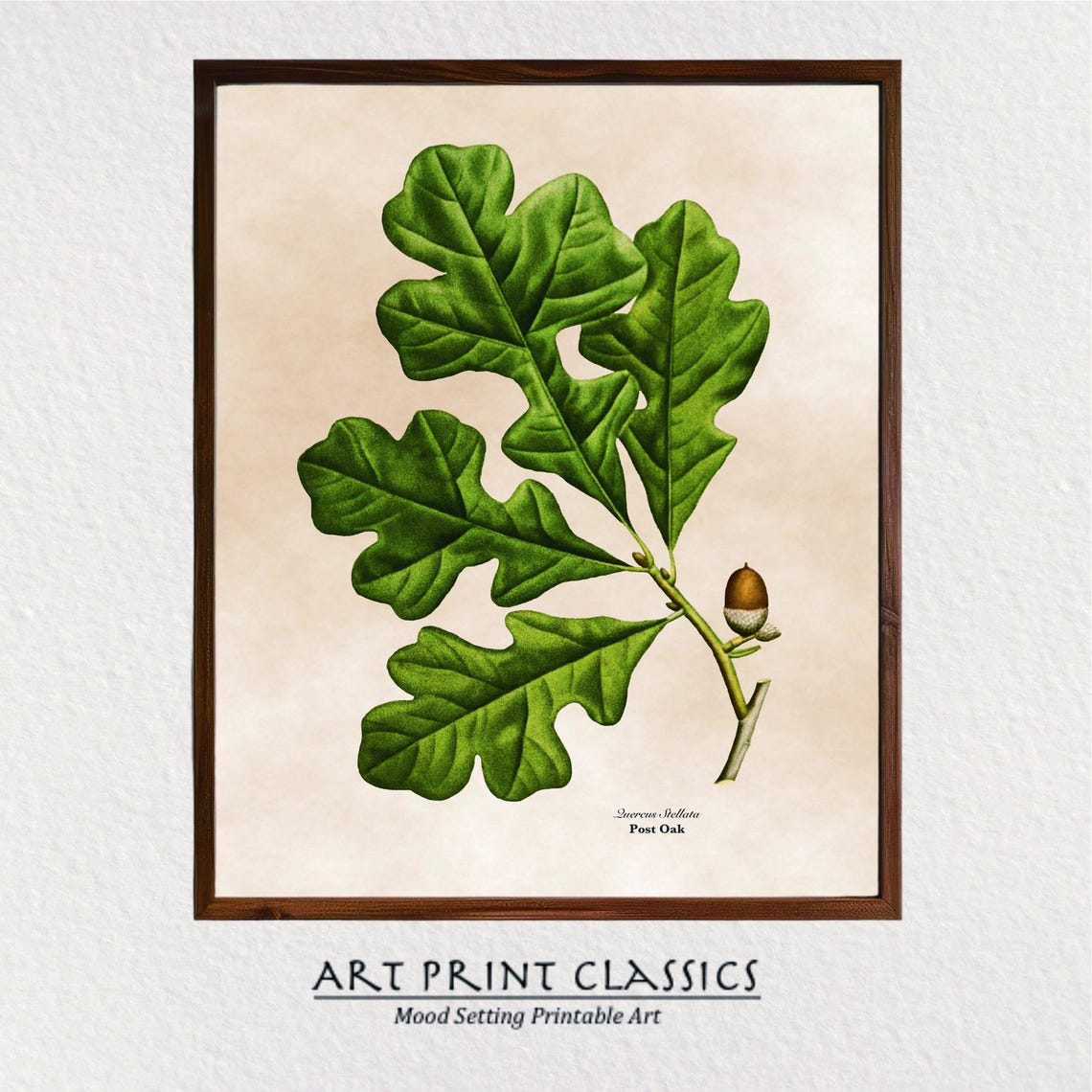 Vintage Post Oak Botanical Illustration Lobed Leaves Acorn Poster