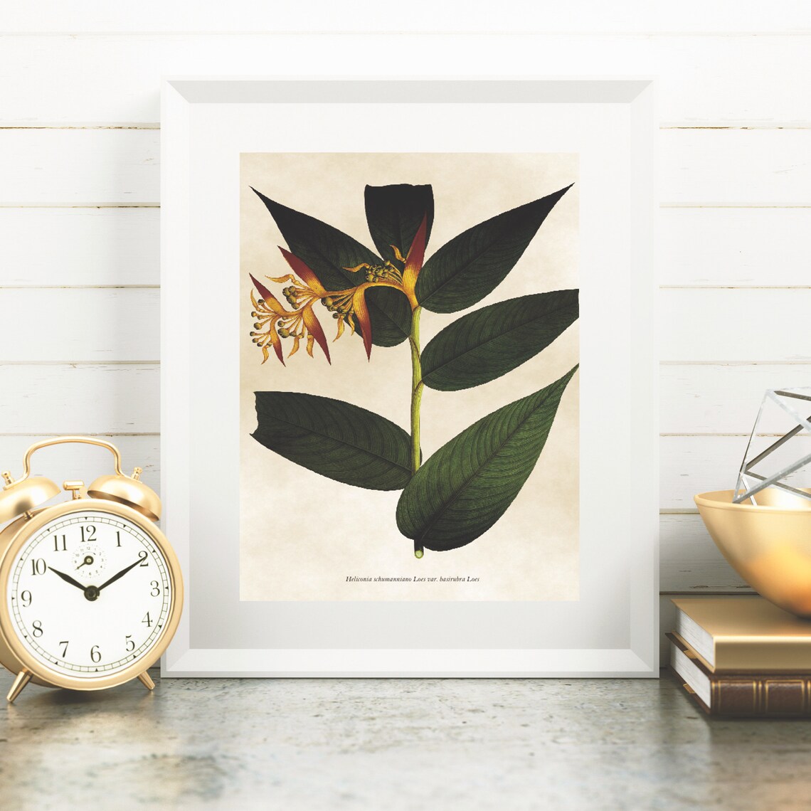 Vintage Heliconia Flower Botanical Illustration Tropical Plant Poster - Image 2
