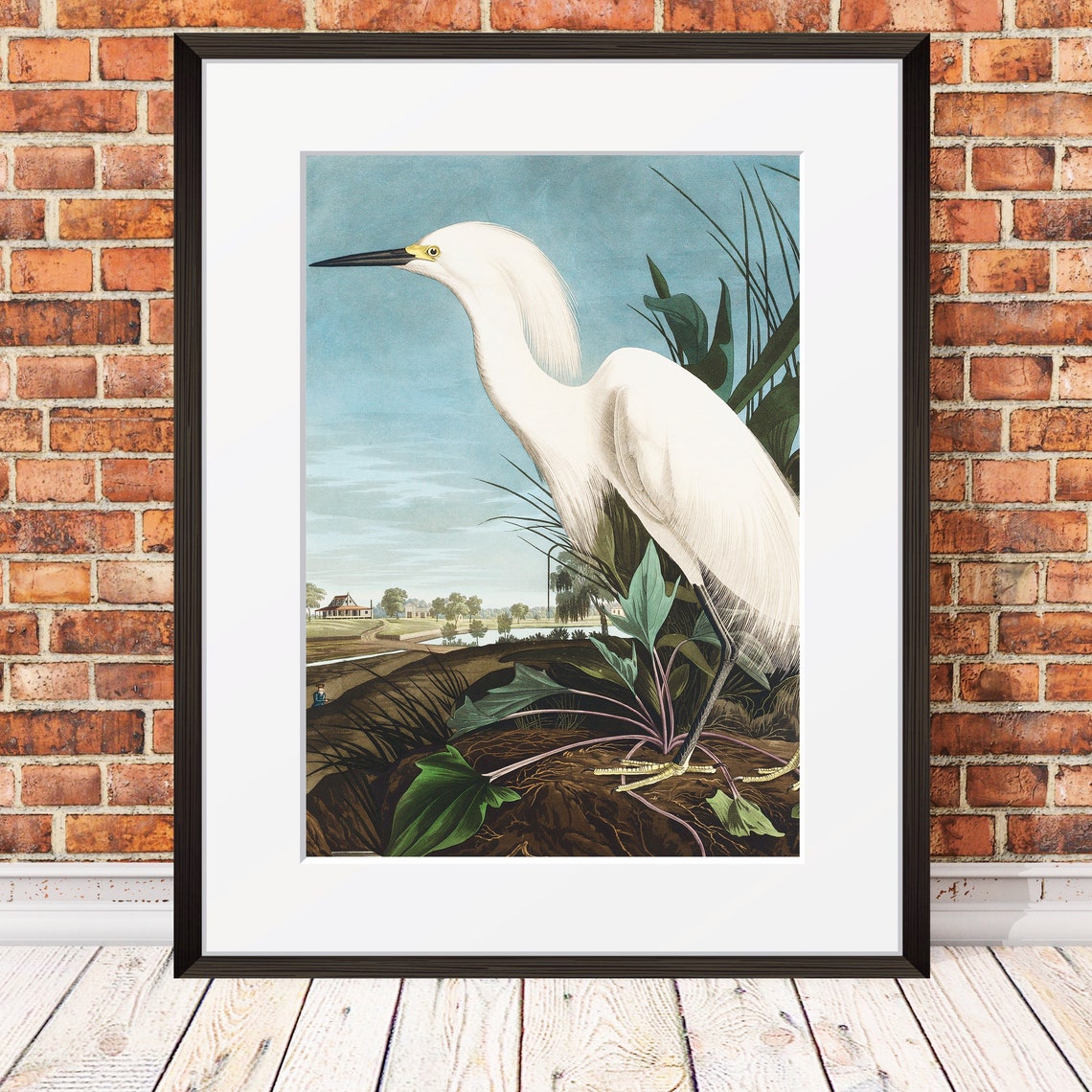 Vintage Snowy Egret White Heron Coastal Bird Natural History Poster - Image 2