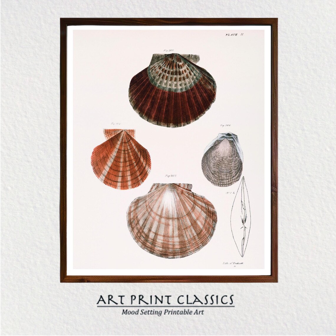 Seashells Vintage Shells Illustration, Coastal Decor