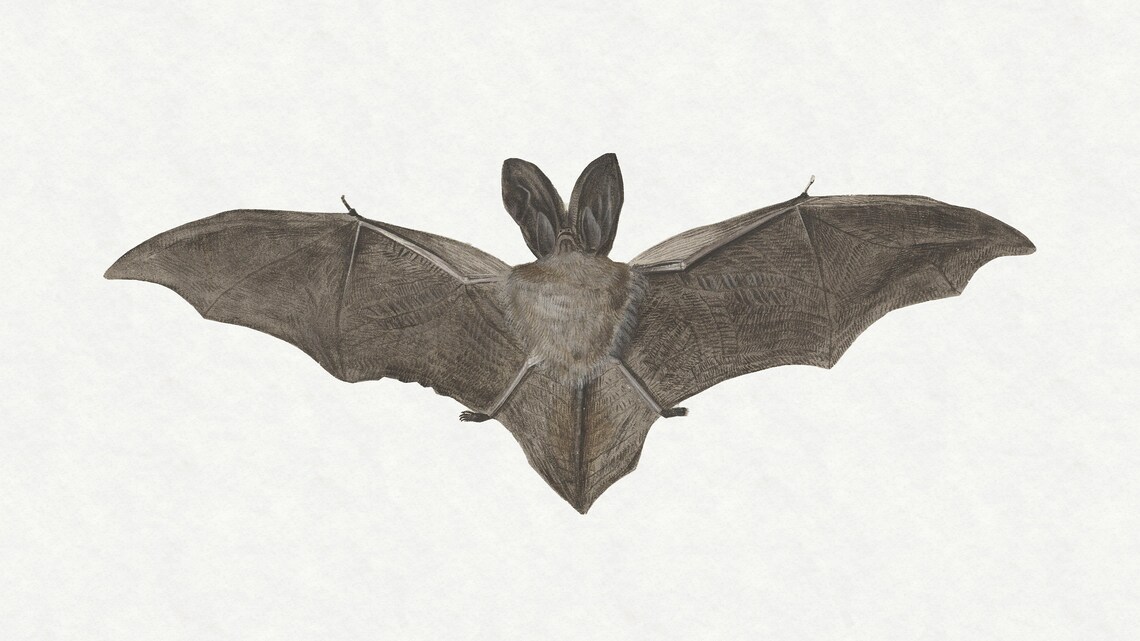 Halloween Bat Spooky Wall Art For Frame TV - Image 2