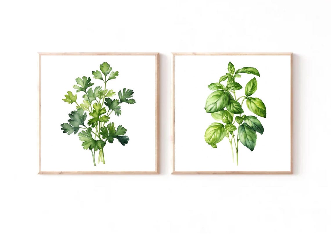 Flat Leaf Parsley Bunch Botanical Watercolor Kitchen Herb Poster - Image 2