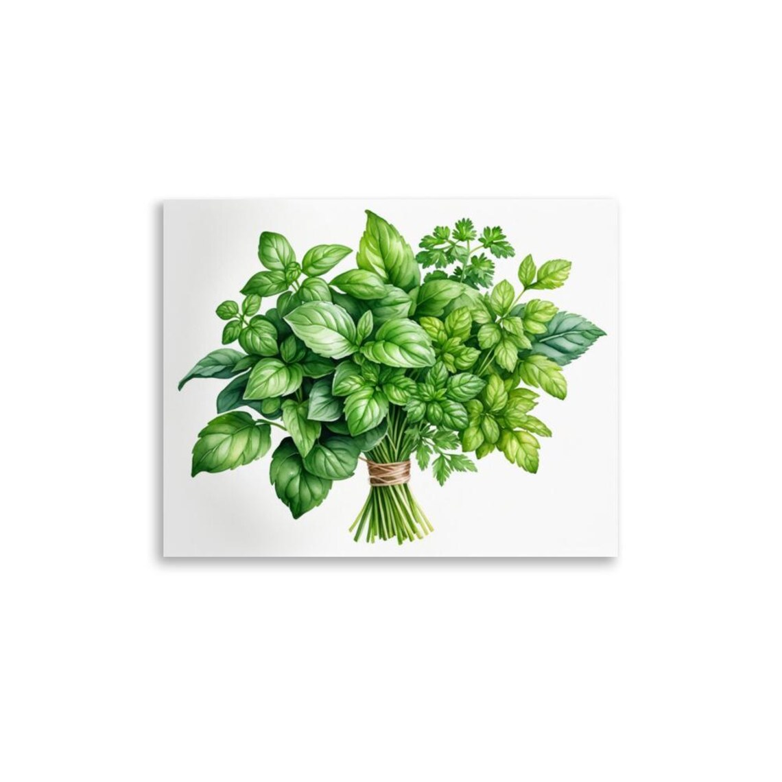 Parsley and Basil Watercolor Art Print, Botanical Herbs - Image 4