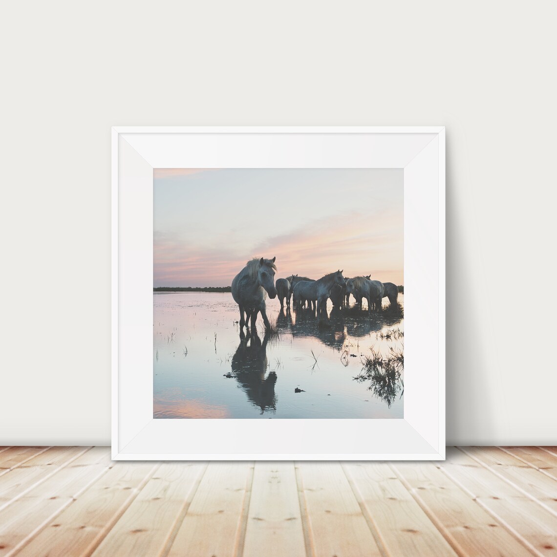 Wild White Horses Wading at Sunset Camargue Wildlife Photo Poster