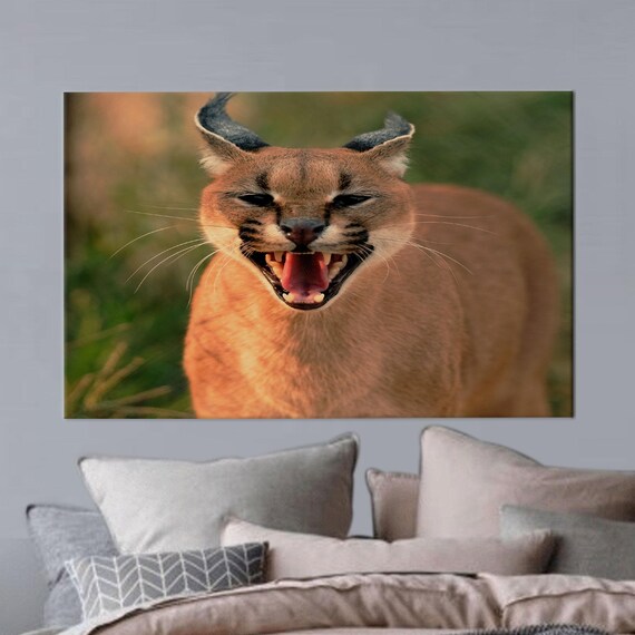 Snarling Caracal Wild Cat Close Up Wildlife Photography Poster