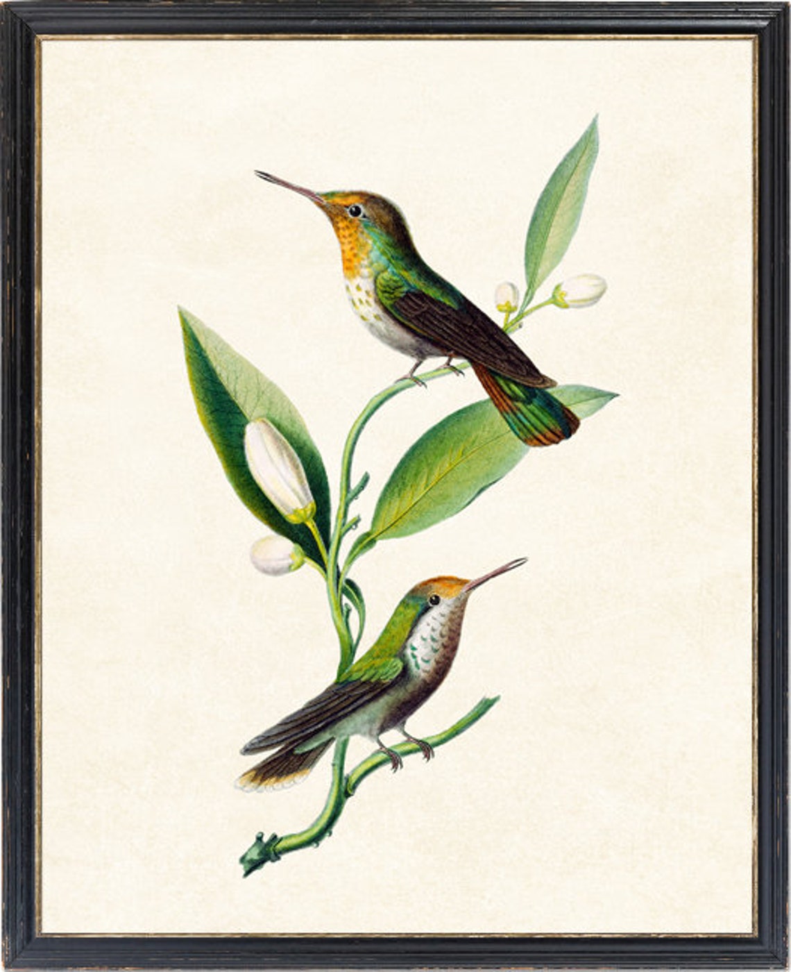 Vintage Hummingbird Pair Illustration White Blossom Botanical Poster - Image 4
