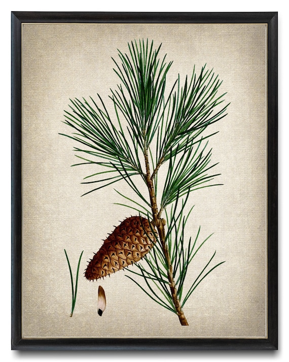 Antique Jersey Pine Branch Cone Vintage Botanical Illustration Print