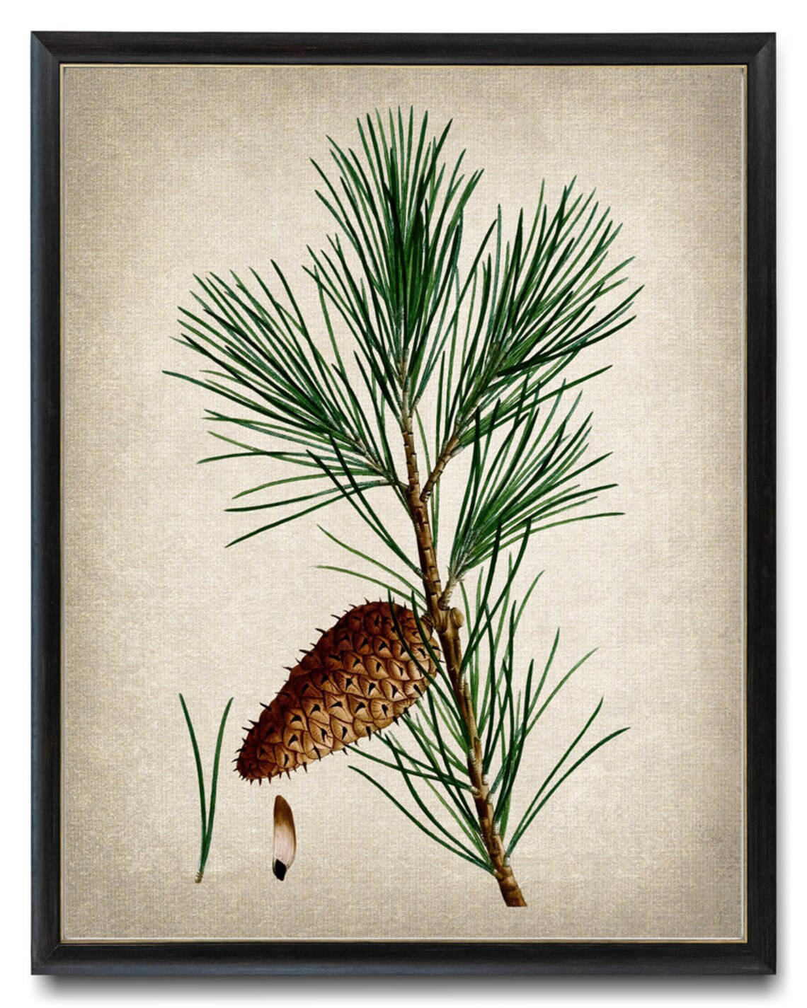 Jersey Pine Vintage Botanical Art Print