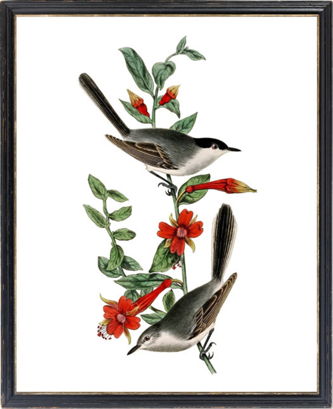 Black-Headed Gnatcatchers on Flowering Branch Vintage Bird Poster - Image 3