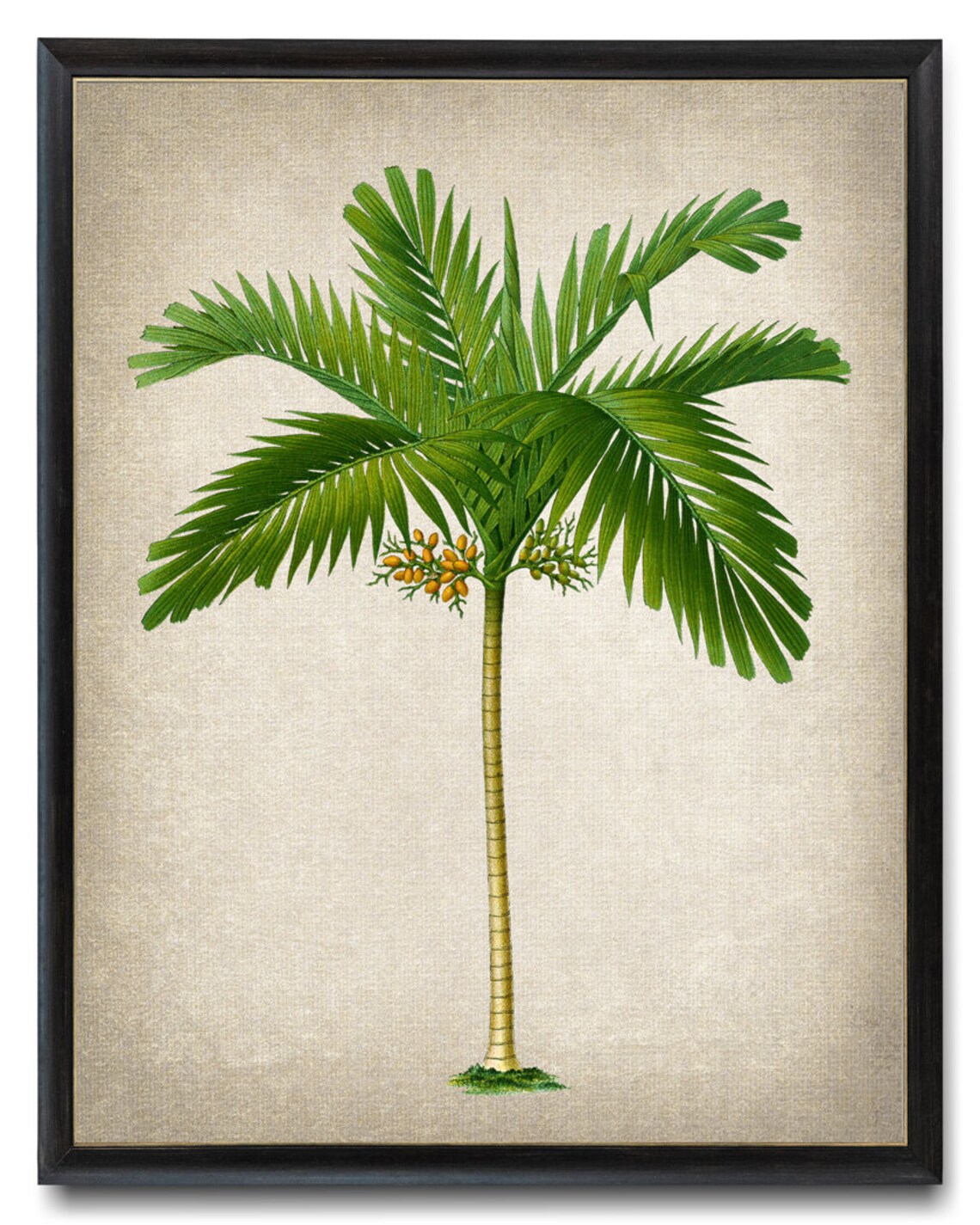 Areca Palm Vintage Illustration Art Print