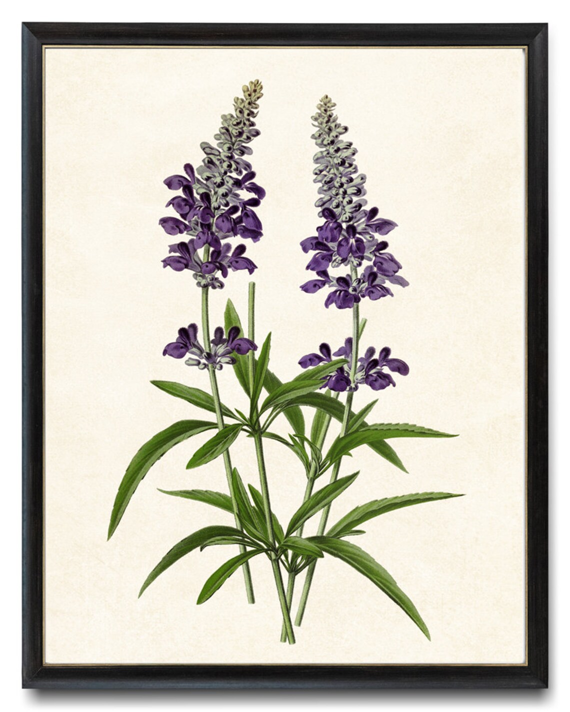 Detailed Purple Sage Vintage Botanical Floral Illustration Poster