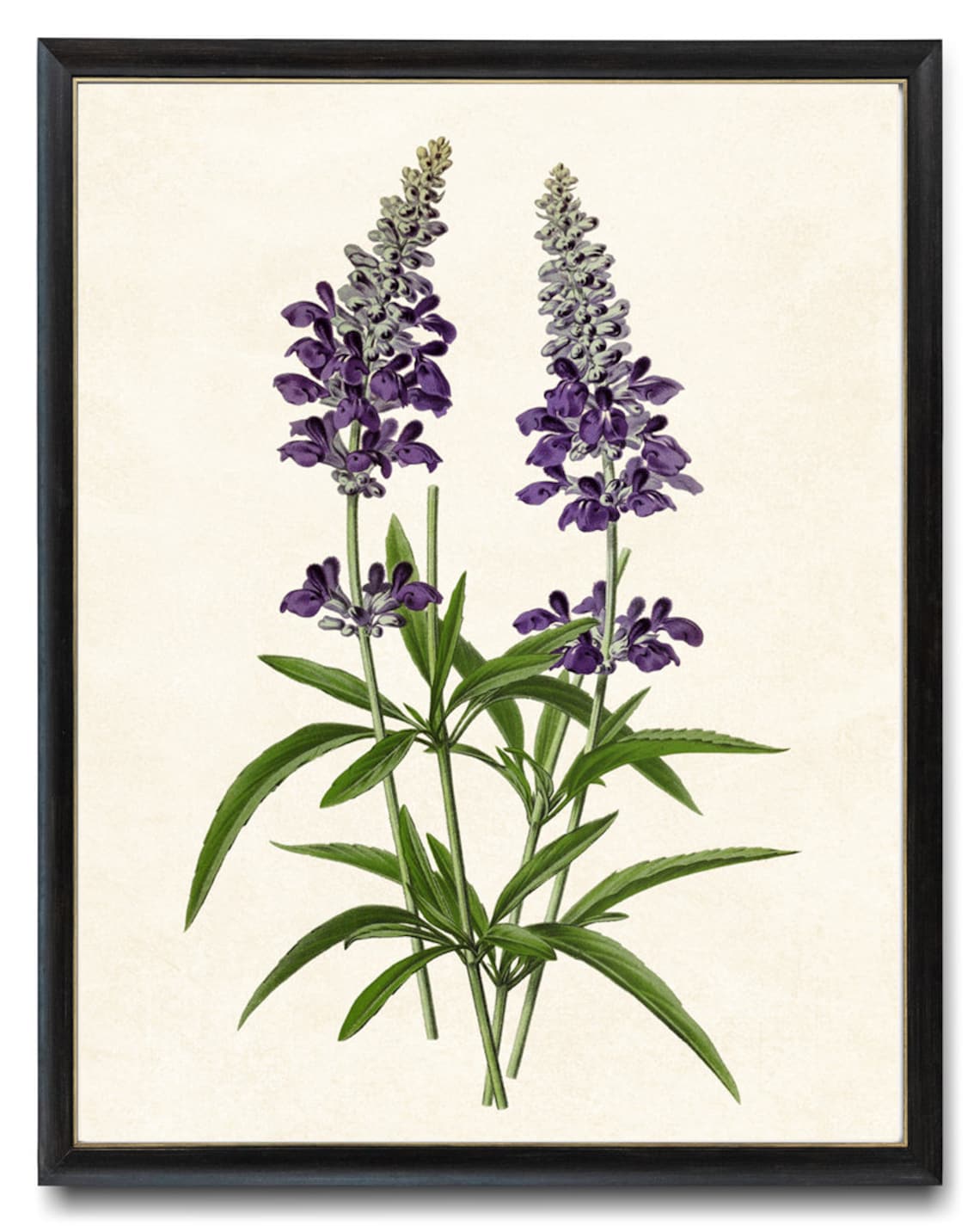 Purple Salvia Flower Spikes Vintage Botanical Illustration Poster