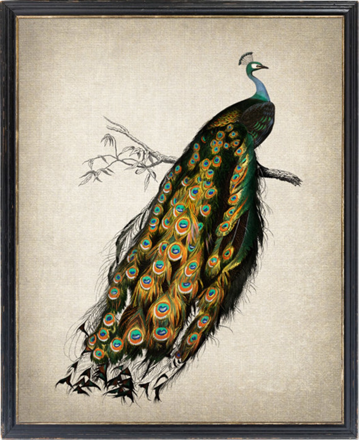 Indian Peafowl Vintage Bird Illustration Art Print
