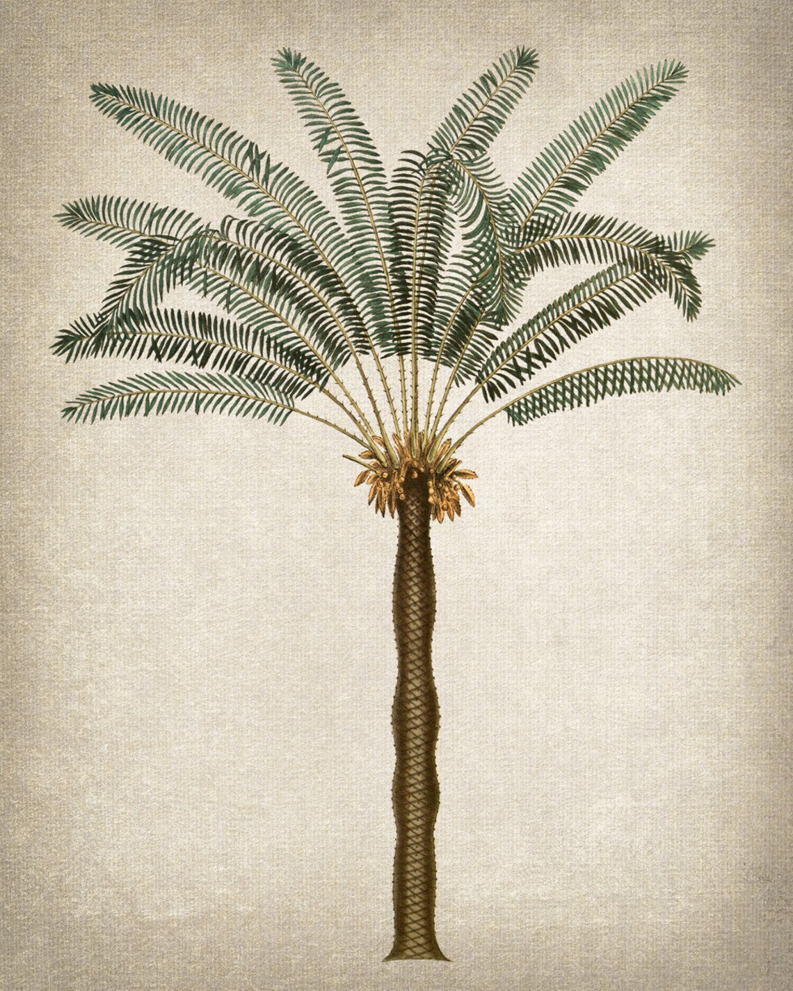 Palm Tree Vintage Illustration, Tropical Botanical Art Print - Image 2